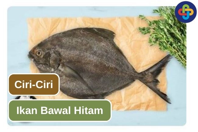 Jangan Keliru! Seperti Ini Ciri-Ciri Bawal Hitam 